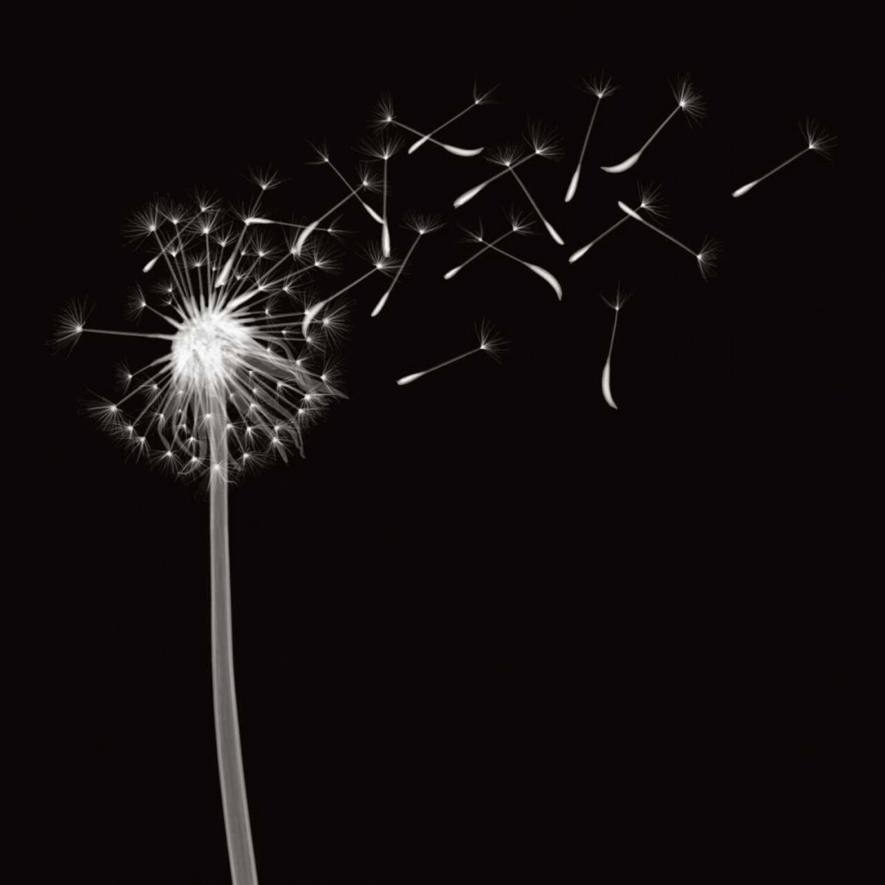 Into the Night II Poster Print by Jim Wehtje - Item # VARPDX12507